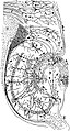 Drawing of the neural circuitry of the rodent hippocampus