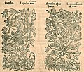Mattioli / Handsch / Camerarius 1586