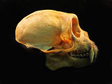 Crânio de Cebus olivaceus, vista lateral.