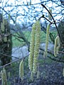 Männliche Blütenkätzchen der Gemeinen Hasel (Corylus avellana)