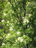 Fraxinus ornus