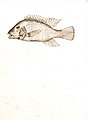 Geophagus brasiliensis