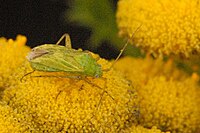 Rainfarn-Weichwanze (Megalocoleus tanaceti)