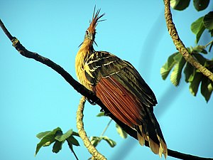 Hoatzin (Opisthocomus hoazin) LC - least concern (ei trüüwet)