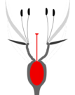 Unterständiger Fruchtknoten mit oben einem Hypanthium (epiperigyn)