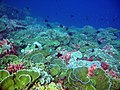 Enderbury Island, in the Phoenix Islands Protected Area (Kiribati)