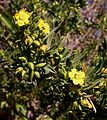 Bay Cedar (Suriana maritima ,Surianaceae