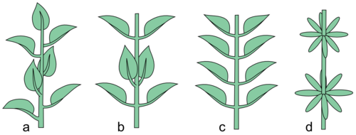 Disposició de les fulles sobre la tija (fil·lotaxi)