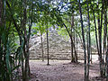 Cobá Clima tropical de sabana (Aw)