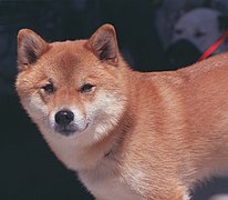 Rosso Shiba Inu