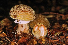 Amanita rubescens