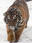 pui de tigru siberian (Panthera tigris)