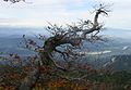 Галузки на дереві у хребті Караванке, Австрія