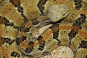 Crotalus horridus