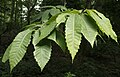 Castanea dentata foliage