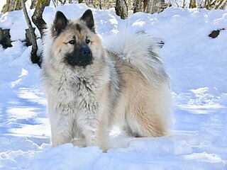 Eurasier adulto.