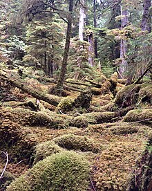 Moss covering forest floor