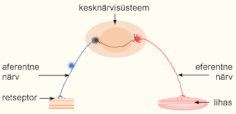 Kesknärvisüsteem