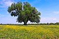 Image 22A field of yellow wildflowers in St. Bernard Parish (from Louisiana)
