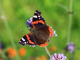 Admirolas (Vanessa atalanta)