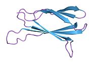 1ttg​: 3D struktura desetog tip III modula fibronektina: uvid u RGD-posredovane interakcije