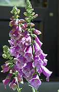 Foxglove