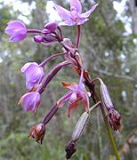 Flores e frutos (cápsulas) da orquídea Spathoglottis plicata, ilustrando um ovário ínfero.