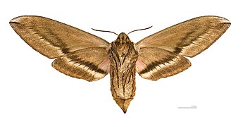 ♀ △ MHNT