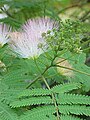 Albizia julibrissin