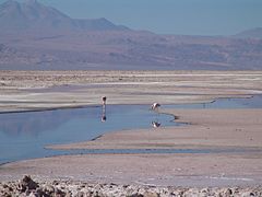 Flamencos andinos en el Salar de Atacama