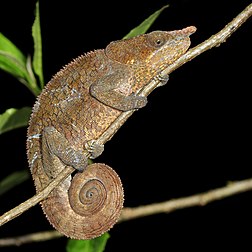 Macho de camaleão Calumma crypticum no parque nacional de Ranomafana, Madagascar. O Calumma crypticum é endêmico do leste de Madagascar, onde é uma espécie de altitude média que ocorre entre 1 050 e 1 850 m acima do nível do mar. Seu alcance se estende desde o maciço Tsaratanana e o maciço Ivakoany. É uma espécie arbórea, vivendo em florestas úmidas; sua distribuição é irregular por causa do desmatamento nas terras altas centrais entre os blocos de montanha, mas há uma subpopulação em torno da Reserva Especial Ambohitantely, no centro-oeste da ilha. (definição 3 527 × 3 527)