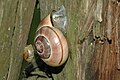 Cepaea nemoralis