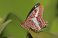 Babočka Charaxes brutus