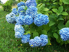 Fleurs d'hortensia en sol acide.