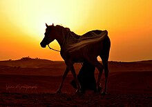 Coucher du soleil derrière un cheval gris et un cavalier bédouin.