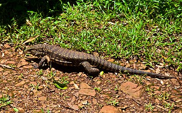 Lézard à Yaboti, province de Misiones, en 2013.