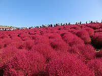 みはらしの丘、秋のコキア