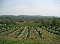 Slopes of Moslavačka gora at Vrtlinska