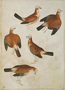 Cinq geais des chênes, Pisanello aquarelle, plume et encre brune, XVe siècle.