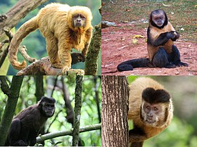 Quatro espécies de macacos-pregos, da esquerda para direita: Sapajus flavius, Sapajus xanthosternos, Sapajus nigritus, Sapajus libidinosus.