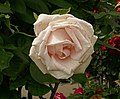 Rose 'Märchenkönigin'