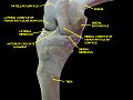 Knee joint.Deep dissection. Anteromedial view.