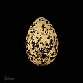 Egg of Sterna dougallii bangsi - Muséum de Toulouse
