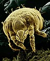 Yellow mite