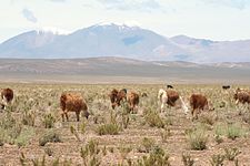 Picture showing the Altipano with a dry grassland and a snow-capped mountain in the background