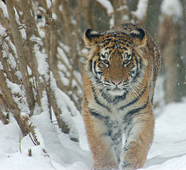 Tigre de Amur