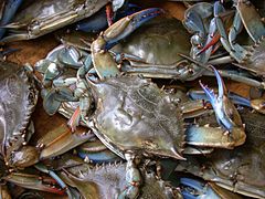 Callinectes sapidus (Crabes bleus sur le marché du Pirée)