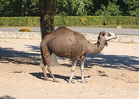 O Dromedário é um exemplo de Tylopoda