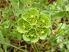 viisisädetyräkki (Euphorbia helioscopia)