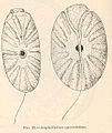 Amphidinium operculatum, predstavnik Miozoa